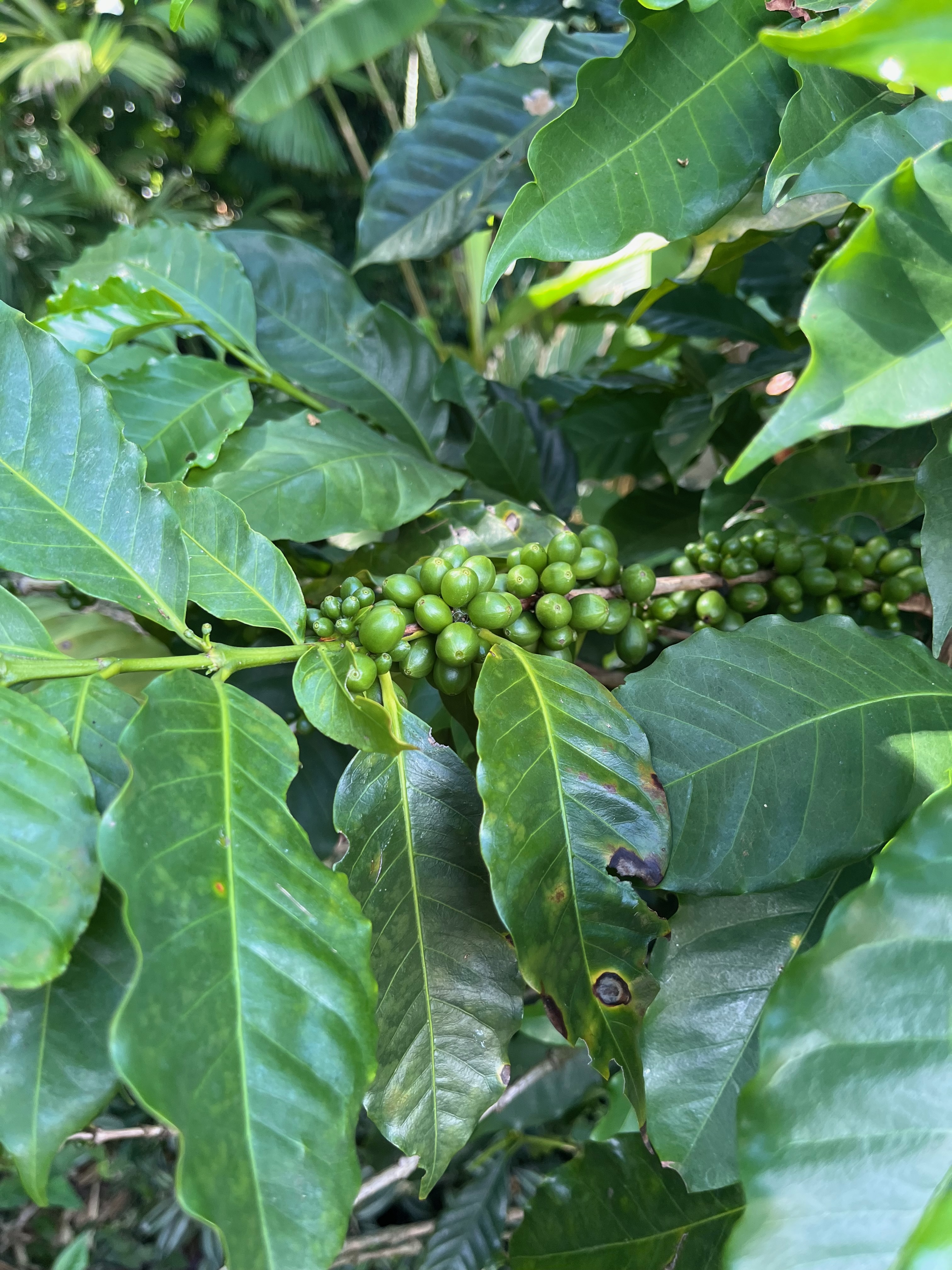 Close-up of unripe green coffee cherries growing in dense clusters along the stem of a Coffea arabica plant, surrounded by broad green leaves.